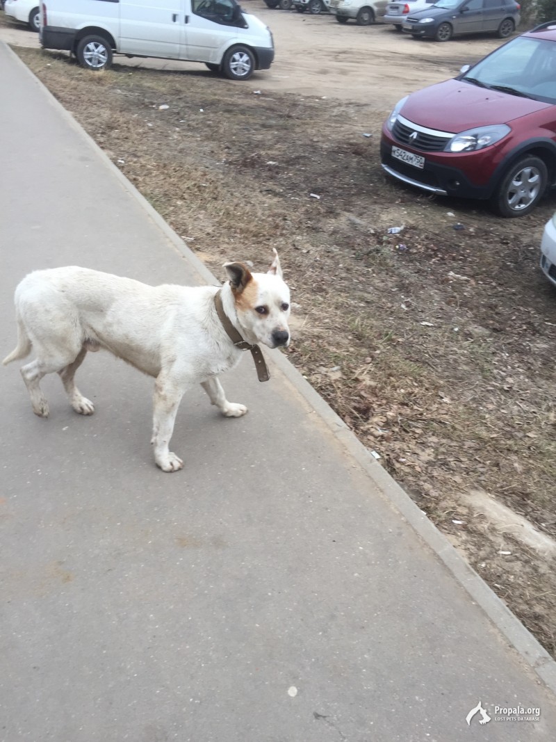 Обнаружен кабель с рыжим ухом