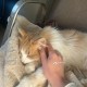 Милая кошка Шайни ищет дом бесплатно в добрые руки