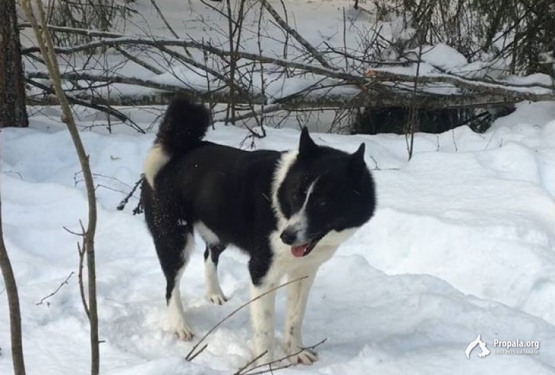 8 марта в Большесельском районе потерялись две собаки.
