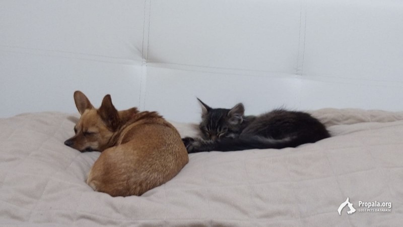 Пропала собака