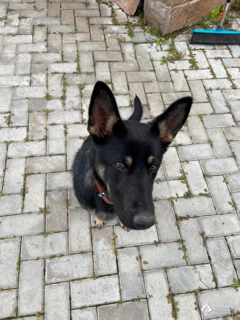 ПРОПАЛА СОБАКА ИСТРИНСКИЙ РАЙОН ДЕРЕВНЯ ЛАМОНОВО МО