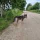 Найдена собака в Сергиево-Посадском р-не