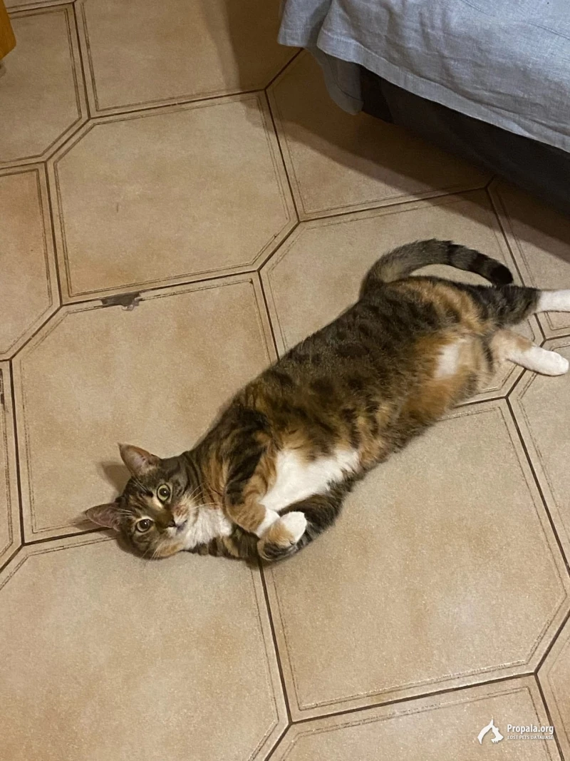 Пропала кошка Хлося 8 июля 2022