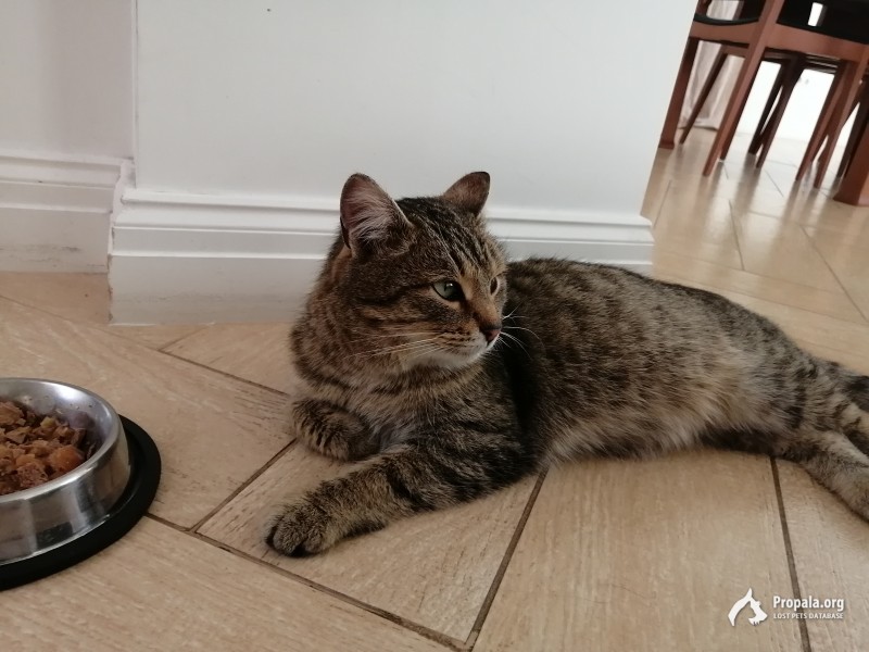 Найдена кошка