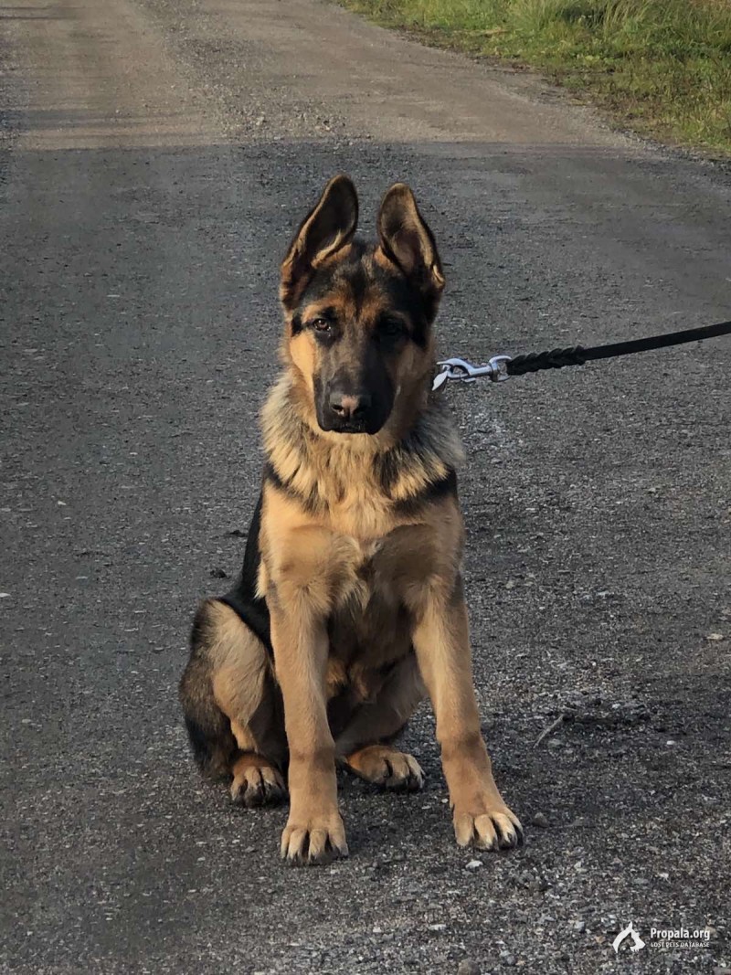 Пропала собака