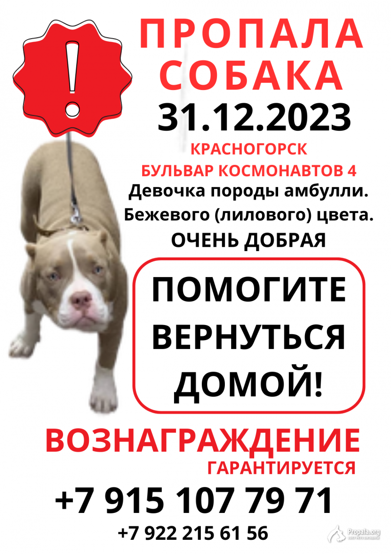 Пропал щенок амбулли Красногорск