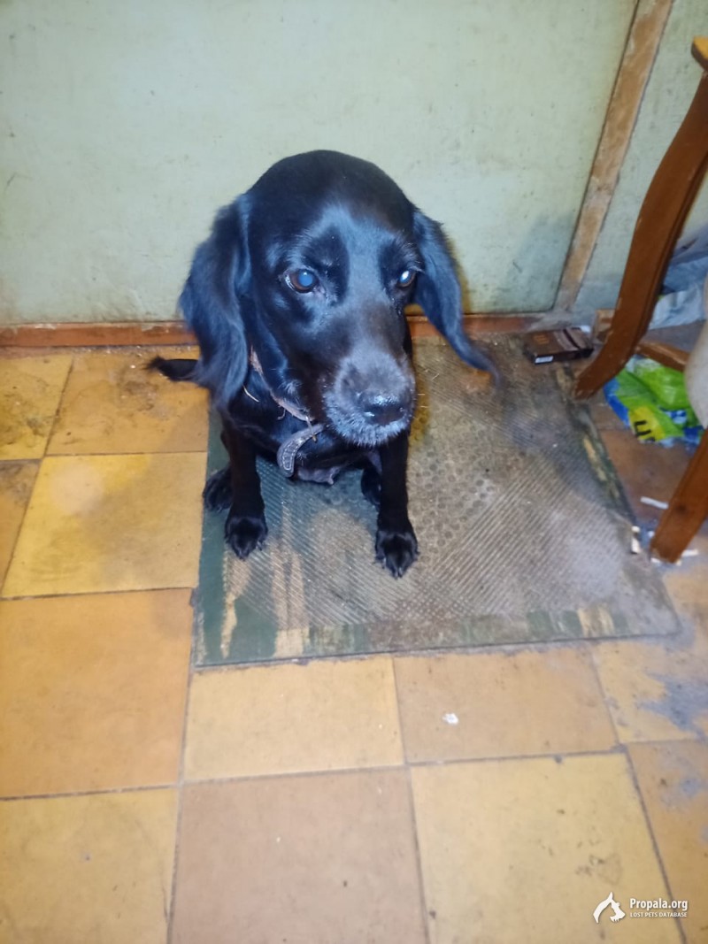 Найдена собачка, окрас черный. 11.11.2021