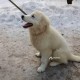 Потерялась собака