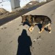Найден пес