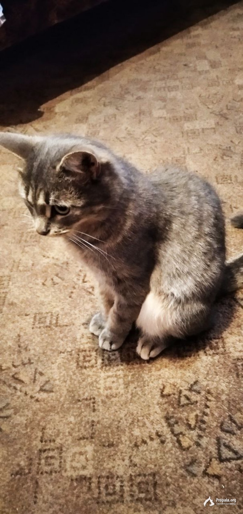 Помогите найти кошку