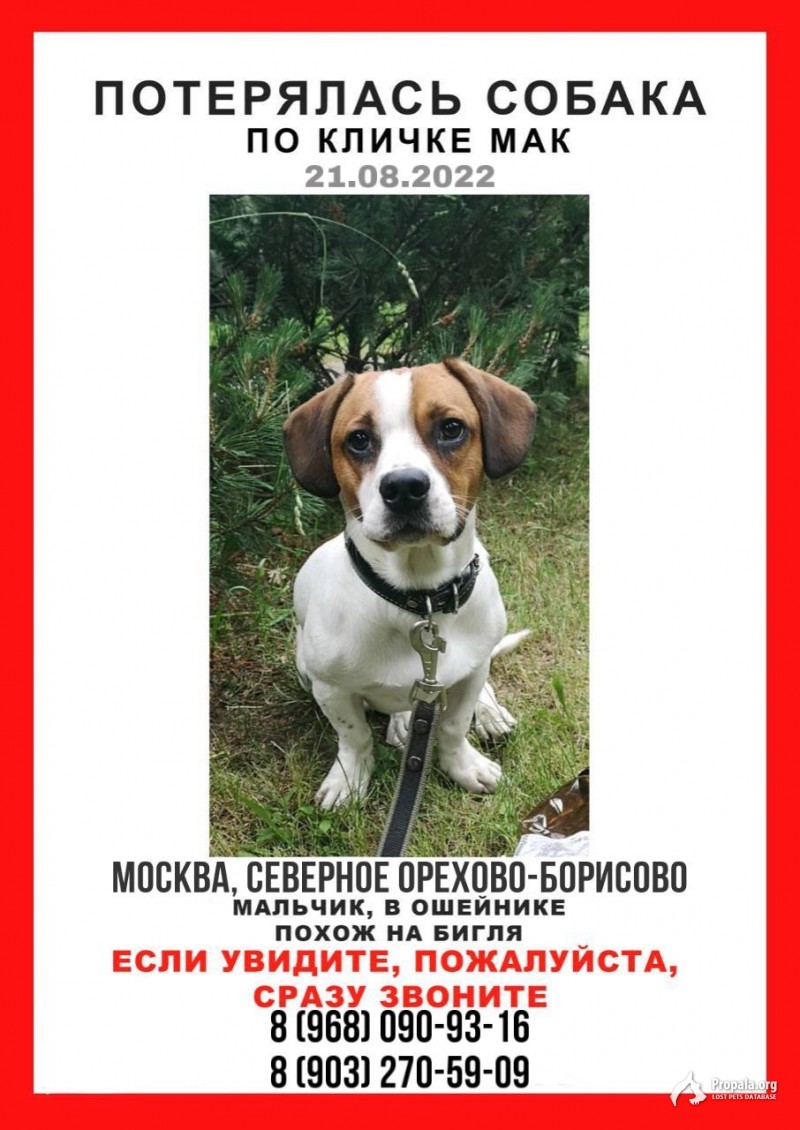 Потерялась собака в районе Орехово-Борисово Северное! 