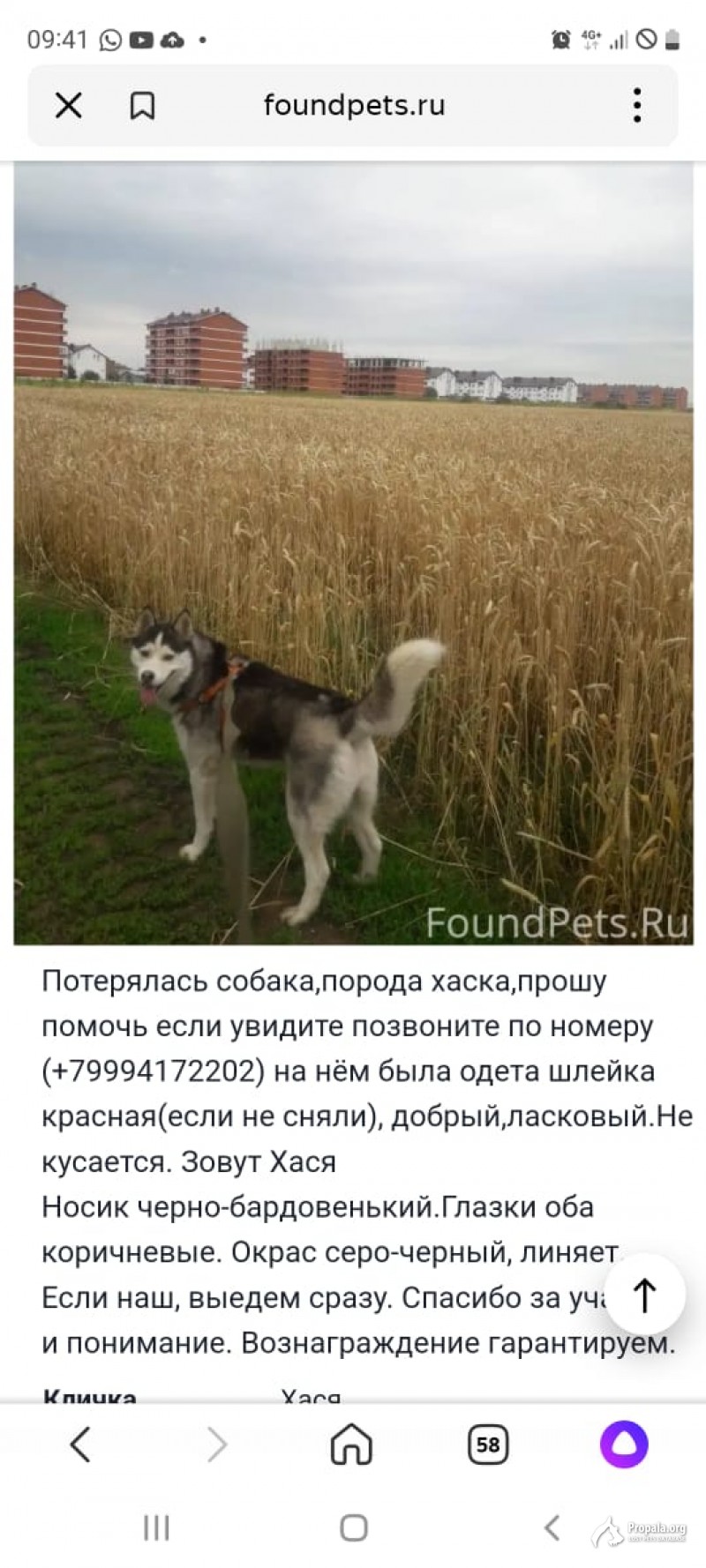 Потерялась собака