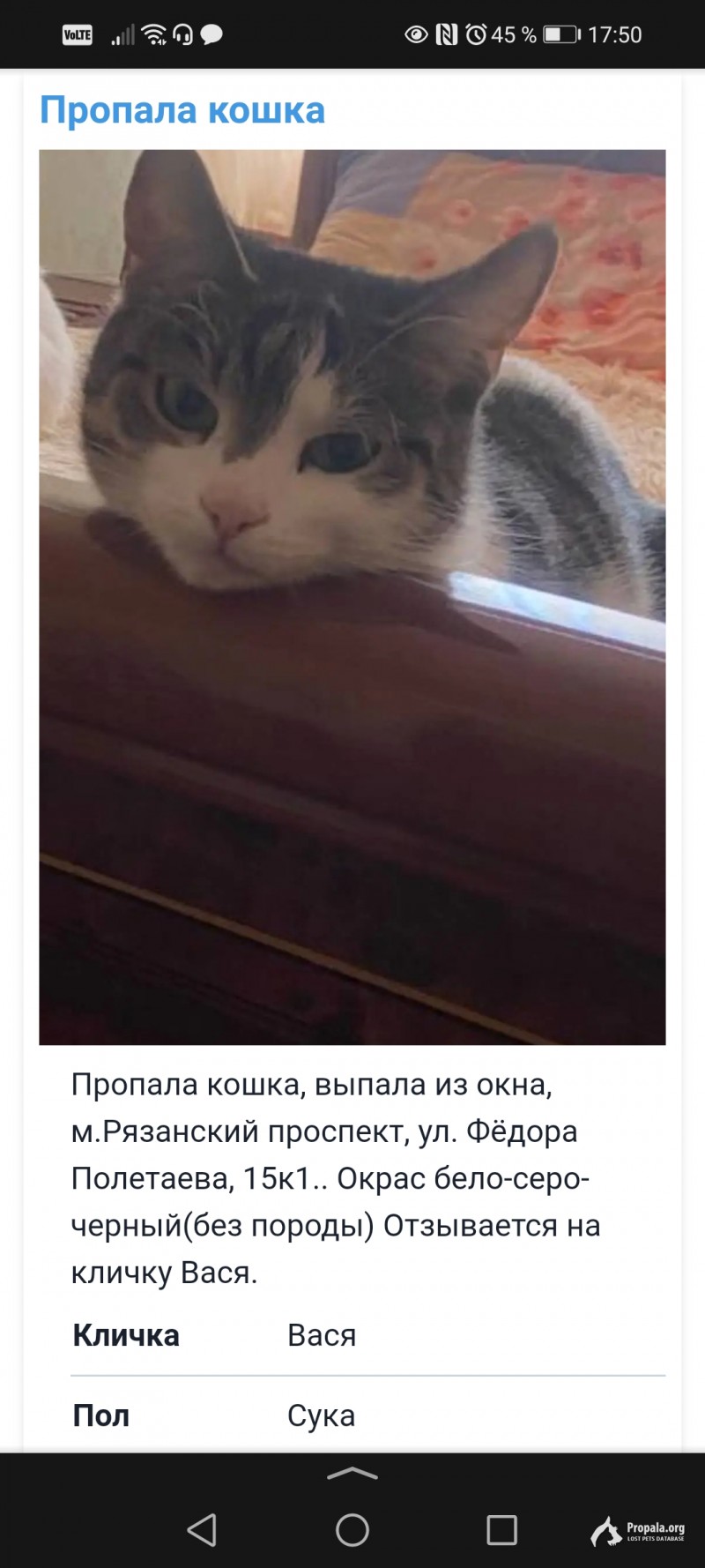 Пропала кошечка