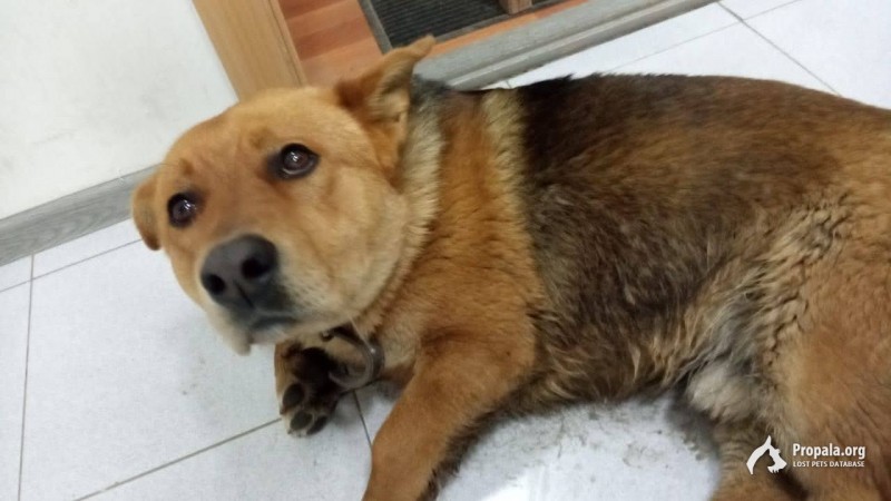 Найдена собака