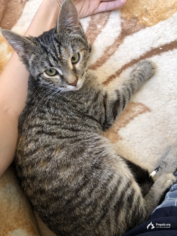 Ищу кошечку