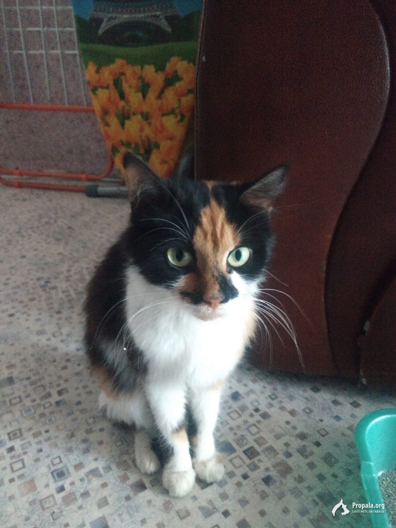 Найдена трехцветная кошка на Открытом шоссе