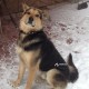 Пропал пёс в поселке Ильинский
