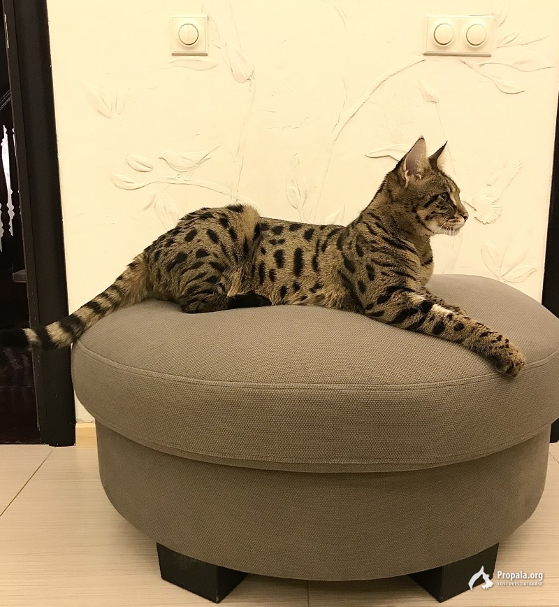 Пропала кошка