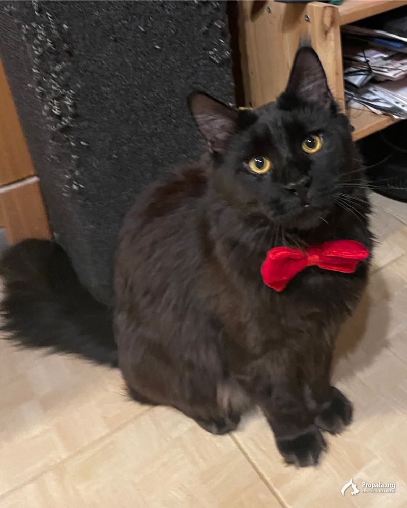 Пропал кот чёрный крупны СПб и ЛО