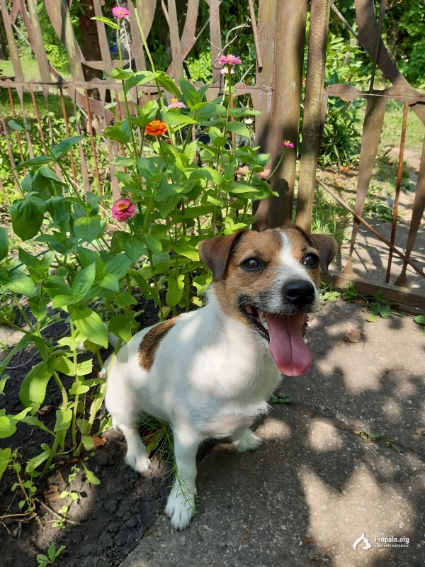 Пропала собака