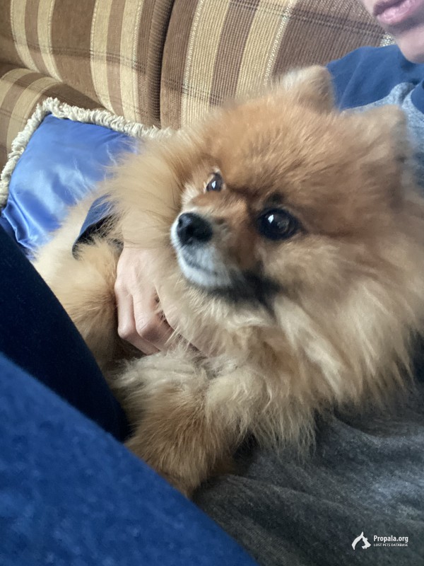 Пропал карликовый шпиц