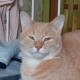 Потерялся кот Персик
