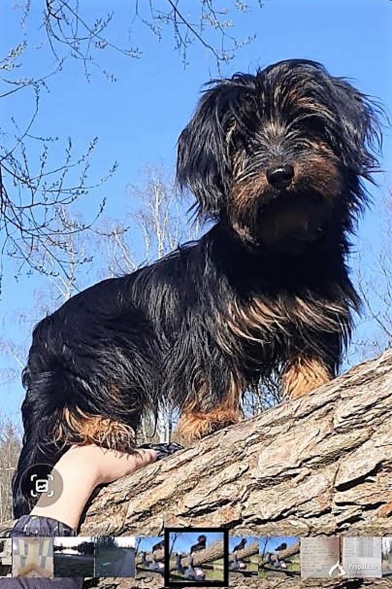 в Пушкине потерялся щенок, метис таксы.