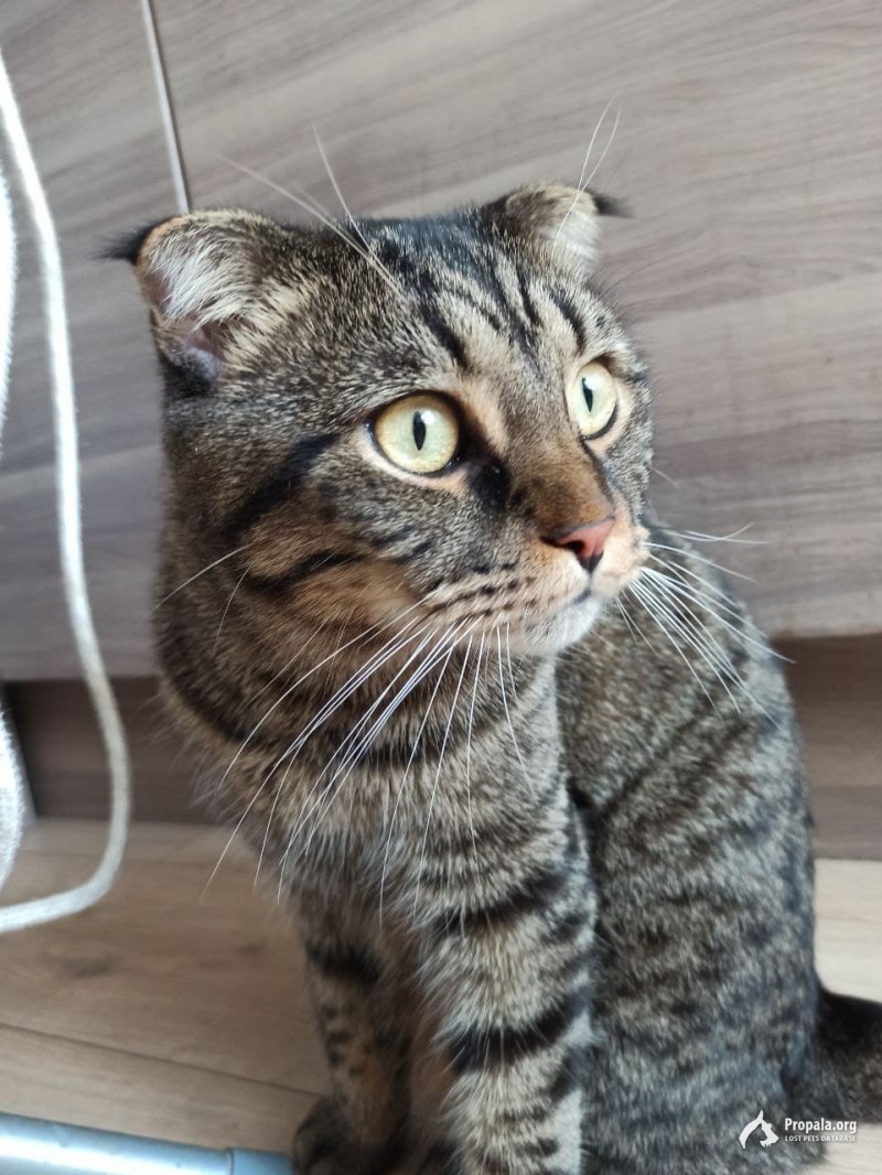 Пропал кот вислоухий в выборгском районе