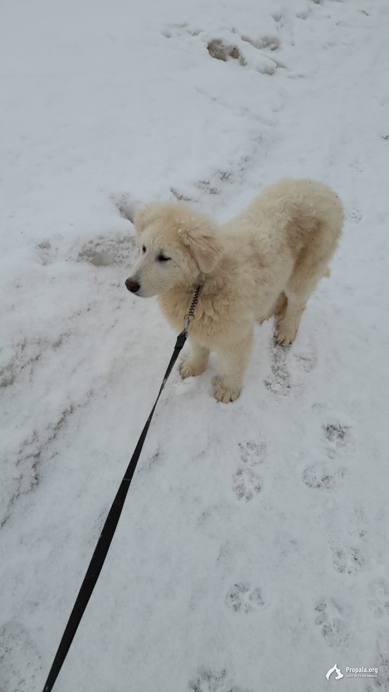 Потерялась собака