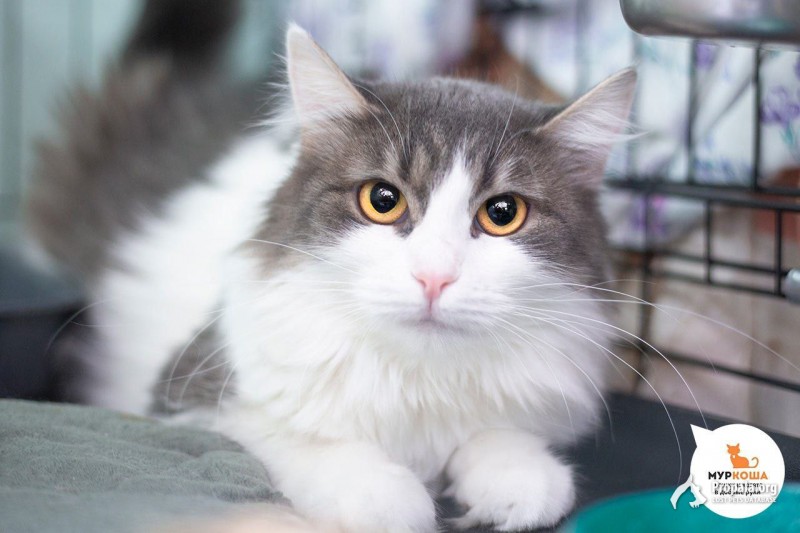 Молодая кошечка Глориоза в добрые руки