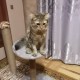 Ищем питомца!!!!