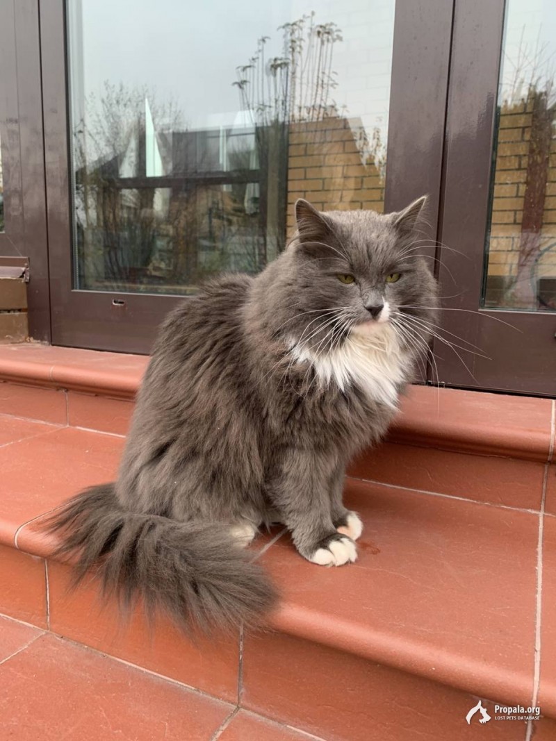 Пропал кот около Б. Свинорья, п. Клубничные поля