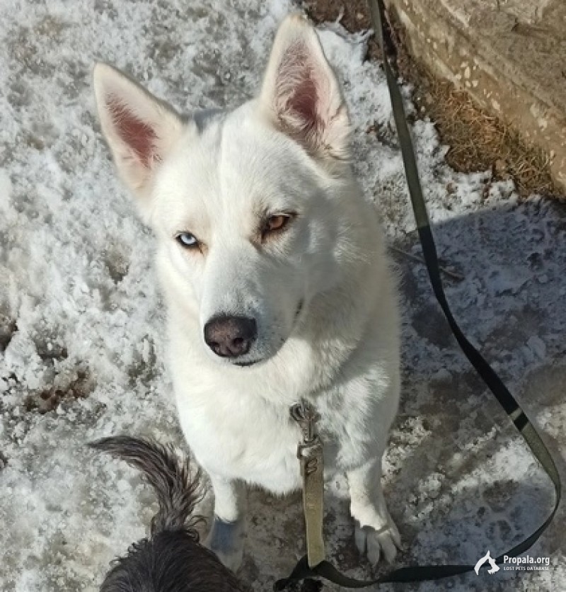 Пропала потерялась собака