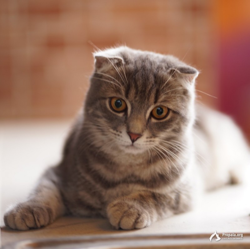 Пропал кот!