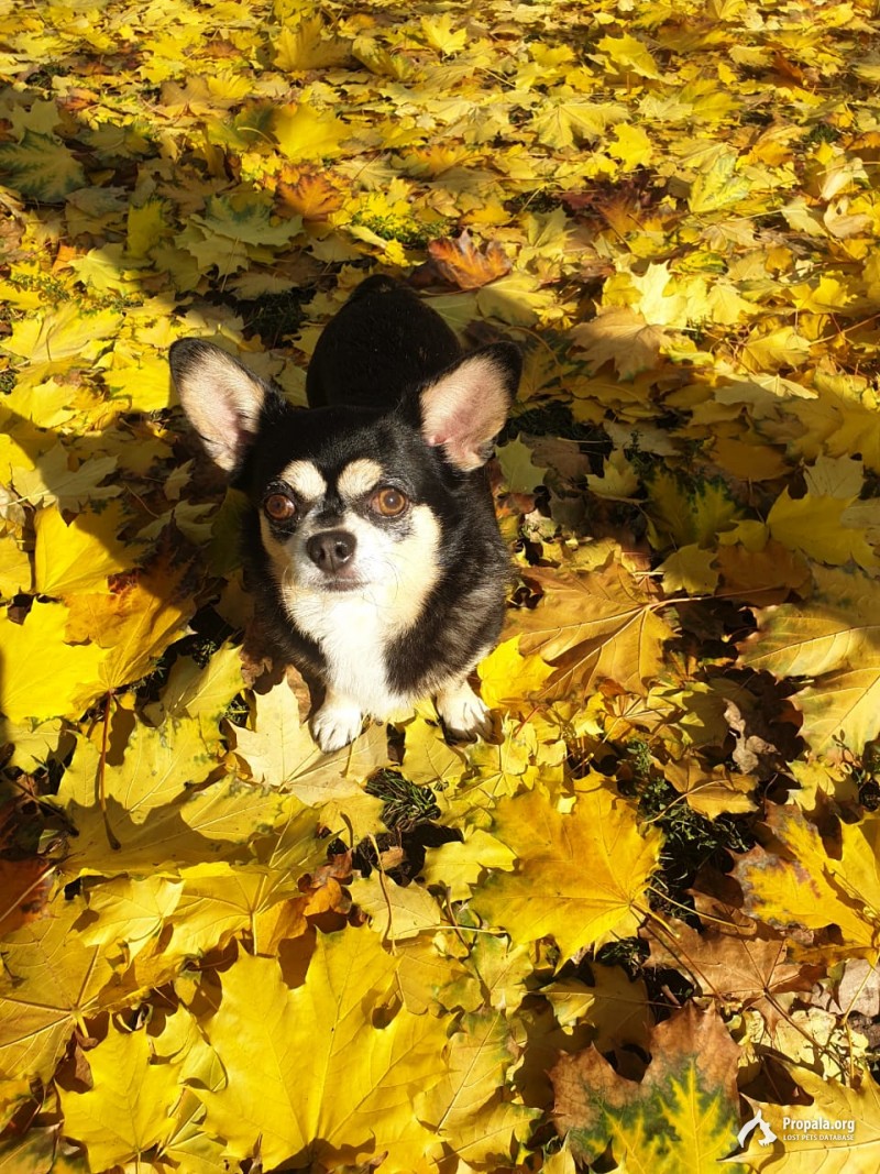 Пропала собака Чихуахуа в районе Братиславская