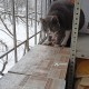 пропал котейка