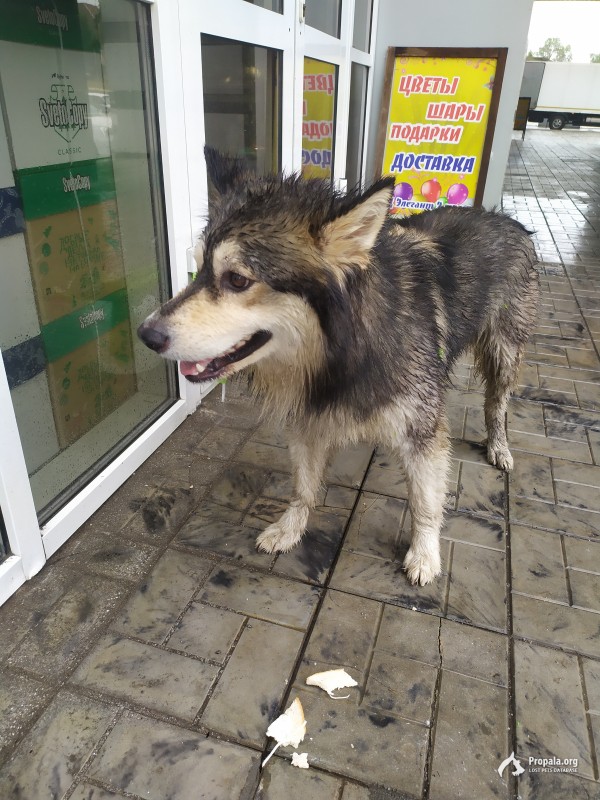 Найдена Собака Порода не известна Иркутская область