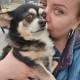 Пропала собака Чихуахуа в районе Братиславская 