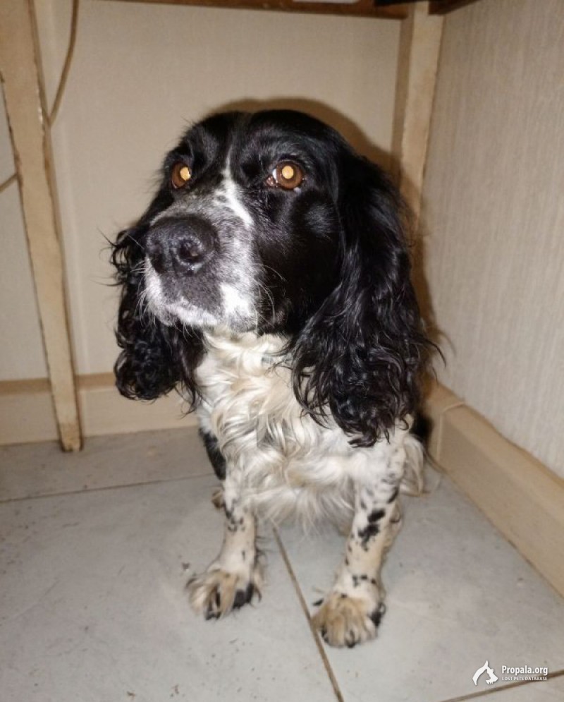 Найдена спаниель девочка с ошейником от 4х до 7 лет