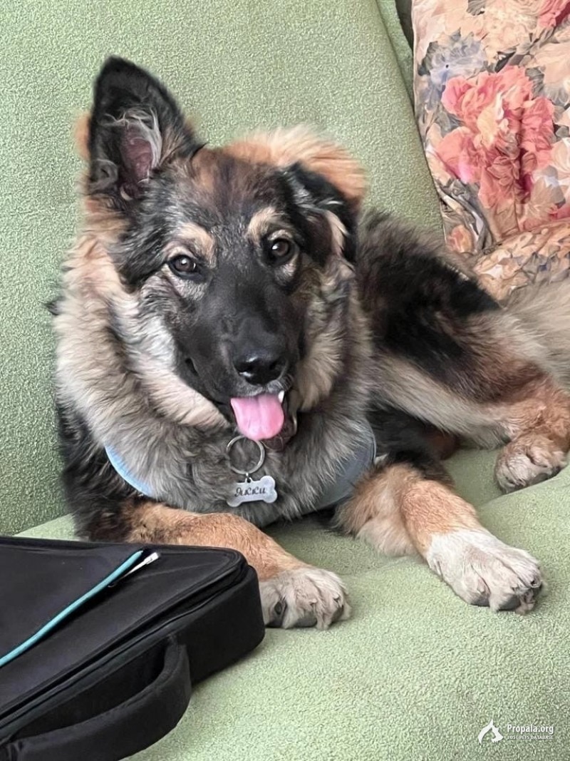 Пропала собака Санкт - Петербург и Лен.обл.