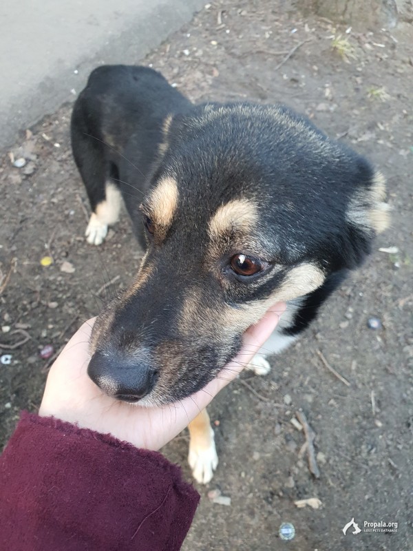 Город Фрязино, ул. Проспект мира 5. Найдена собачка.