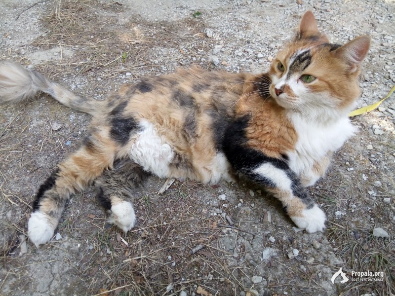 Потерялась кошка