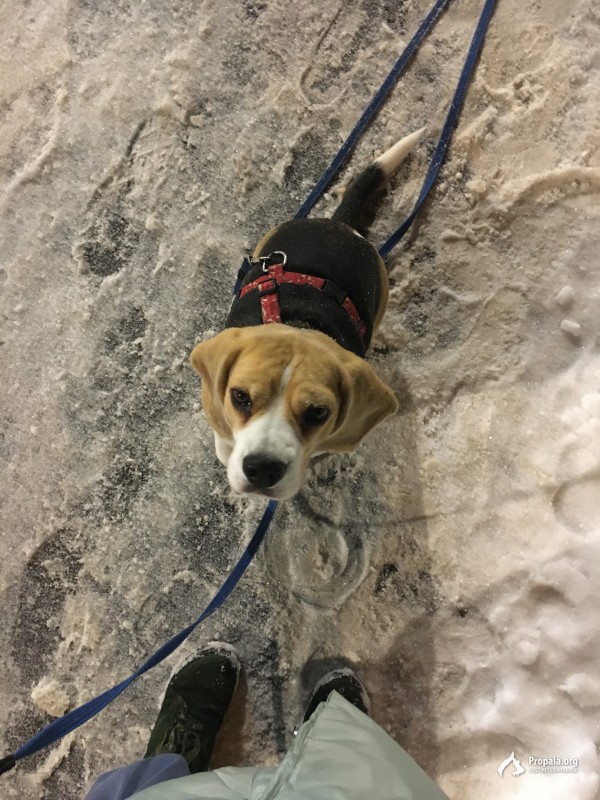 Пропала собака Наро-Фоминский район, деревня Шустиково