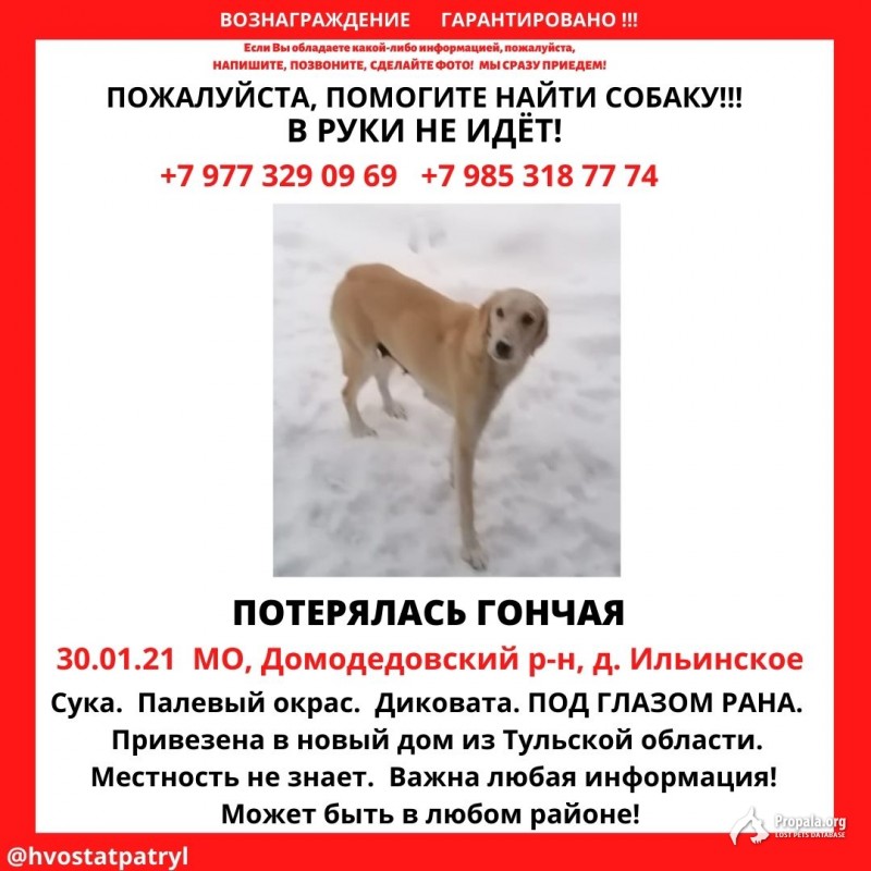 Пропала собака породы Русская гончая