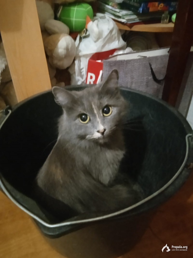 Пропала кошка