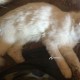 пропал кот-альбинос