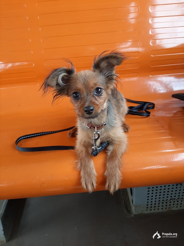 Пропал щенок(сука)  той-терьера