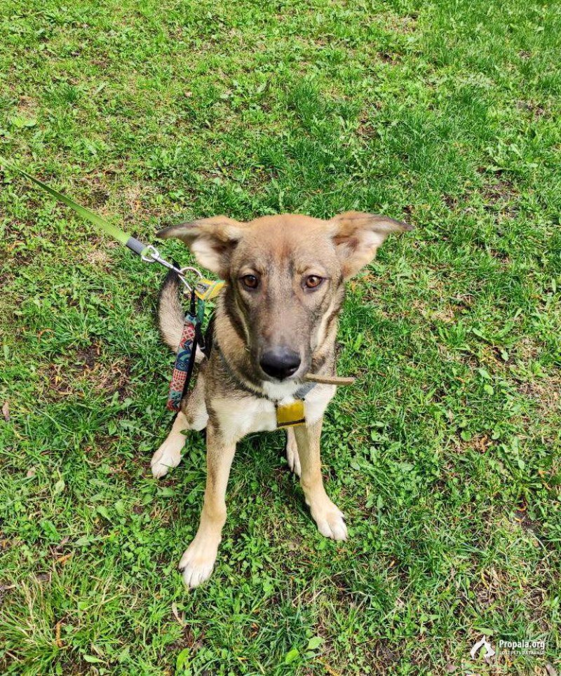 Ищет дом девочка Ася, родилась 10 ноября 2022