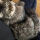 Пропал кот (Москва, 1-й Сельскохозяйственный проезд 5)