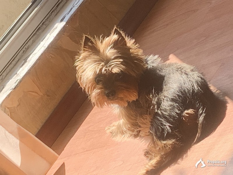 Потерялась собака!!